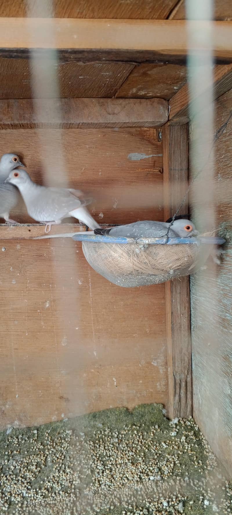 doves 7