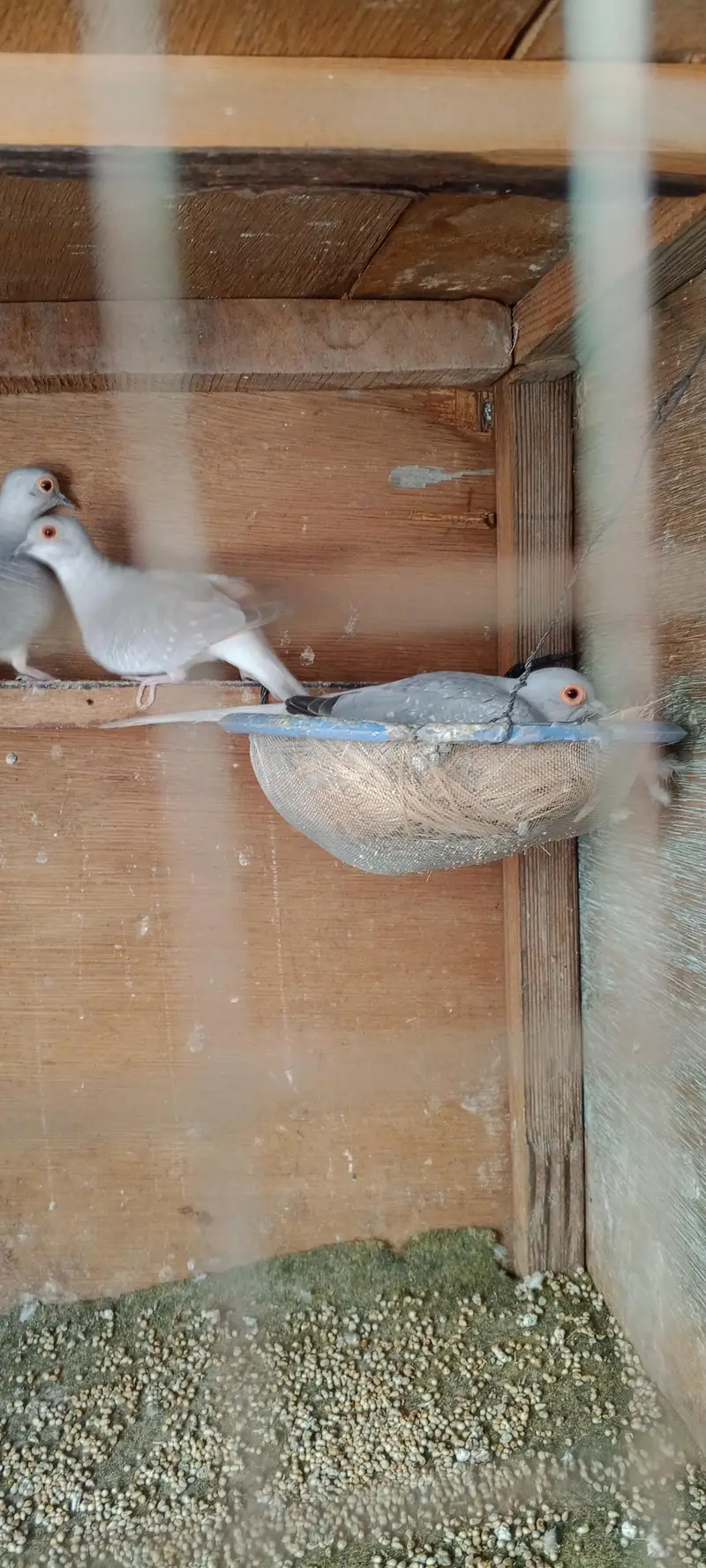 doves — photo 8