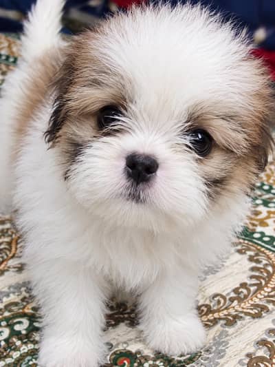 shih tzu puppy male available for sale03248297206