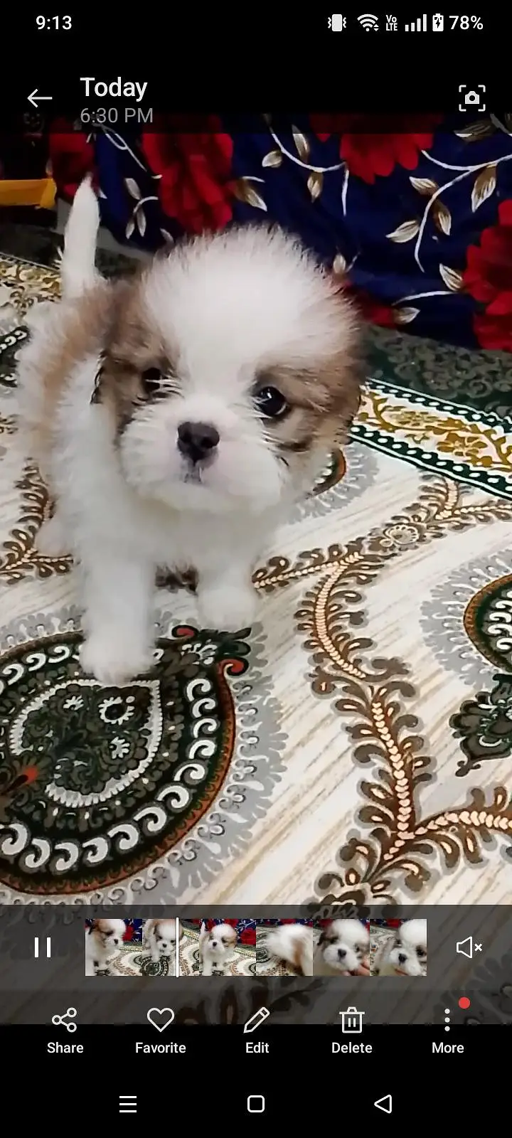 shih tzu puppy male available for sale03248297206 — photo 2