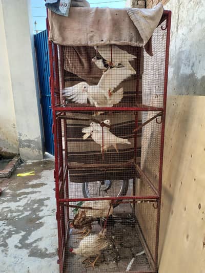 White Pigeons With Triple Story Pinjra