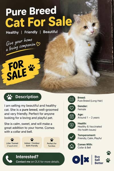 White Persian Cat for Sale – Beautiful & Adorable