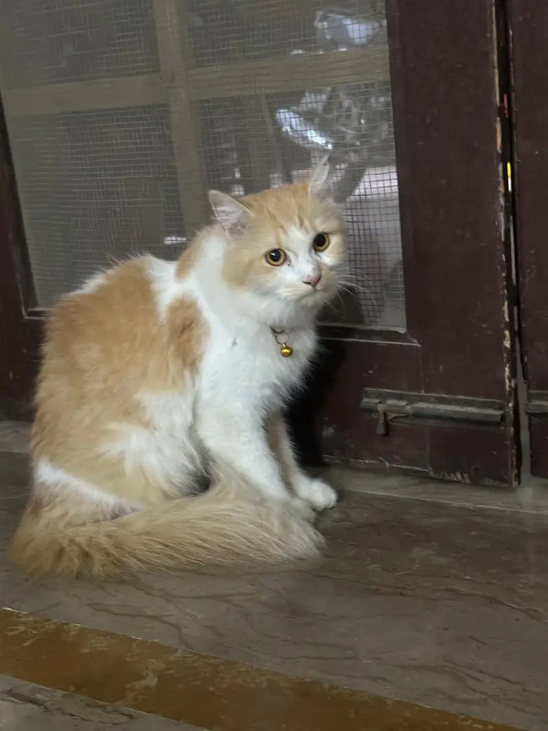 White Persian Cat for Sale – Beautiful & Adorable — photo 2