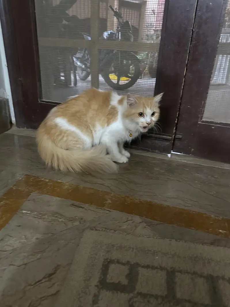 White Persian Cat for Sale – Beautiful & Adorable — photo 3