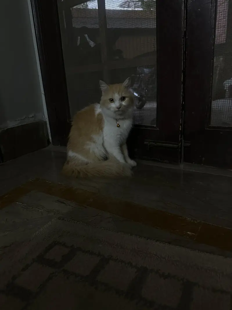 White Persian Cat for Sale – Beautiful & Adorable — photo 5