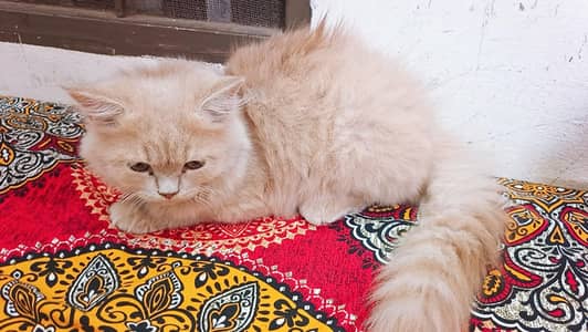 cats for sale