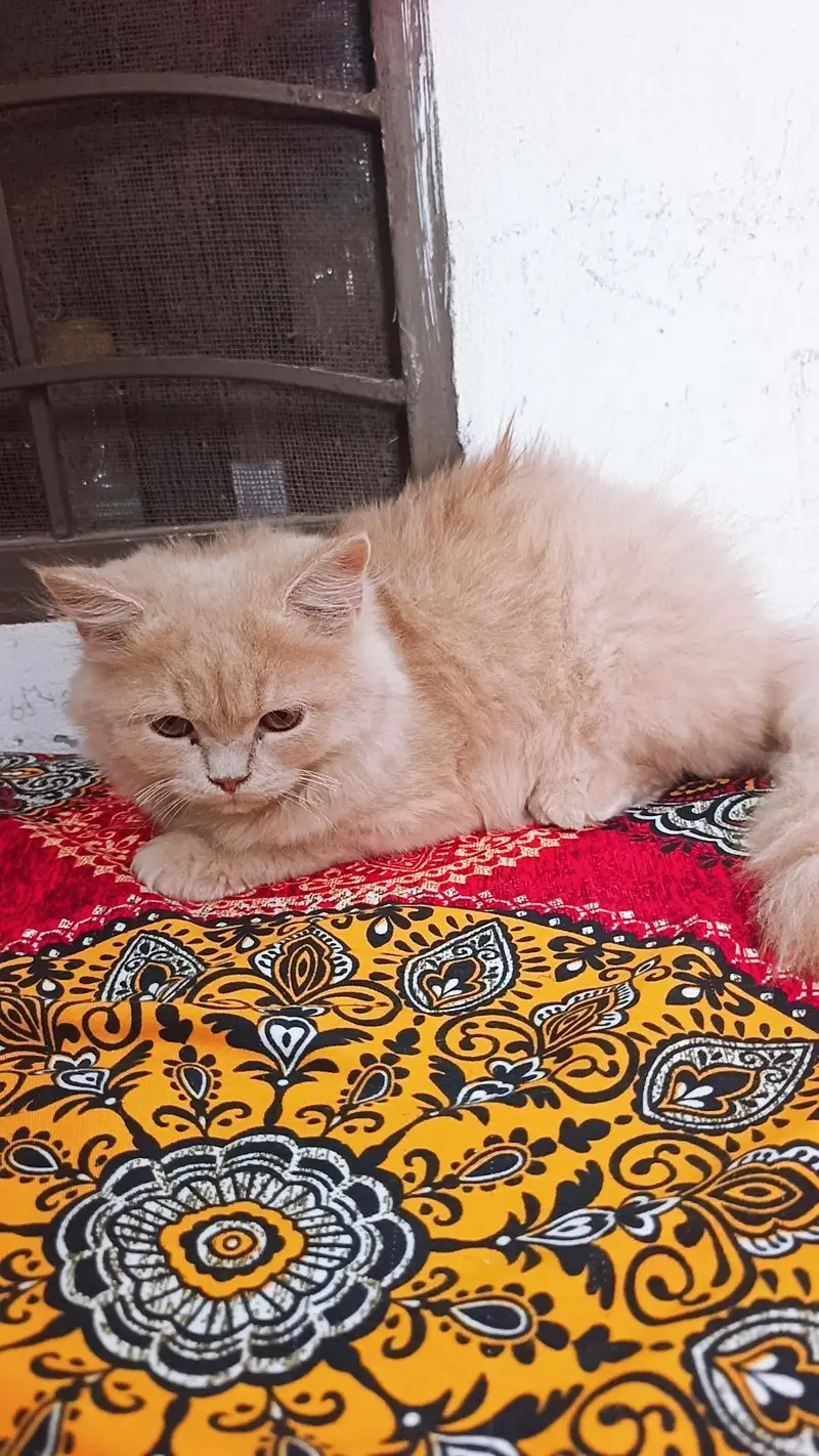 cats for sale — photo 2