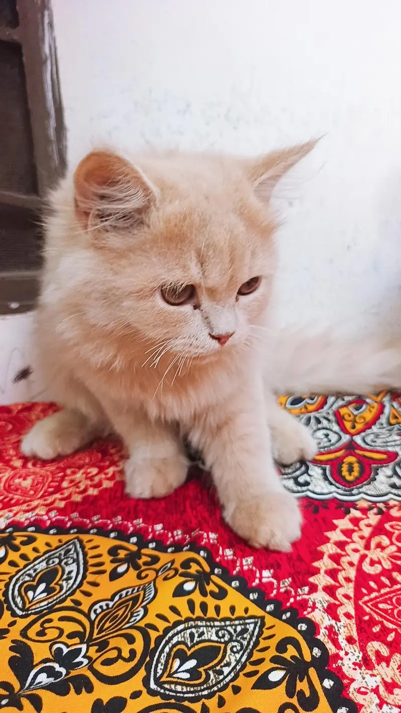 cats for sale — photo 3