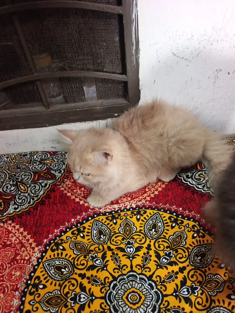 cats for sale — photo 4