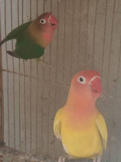Beautiful Love Birds Pair For Sale - Active & Healthy