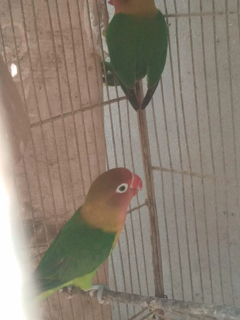 Beautiful Love Birds Pair For Sale - Active & Healthy — photo 2