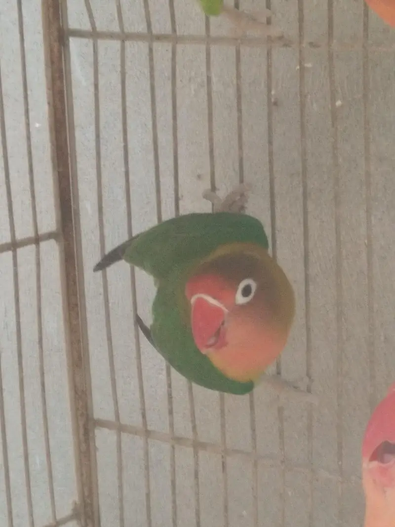 Beautiful Love Birds Pair For Sale - Active & Healthy — photo 3