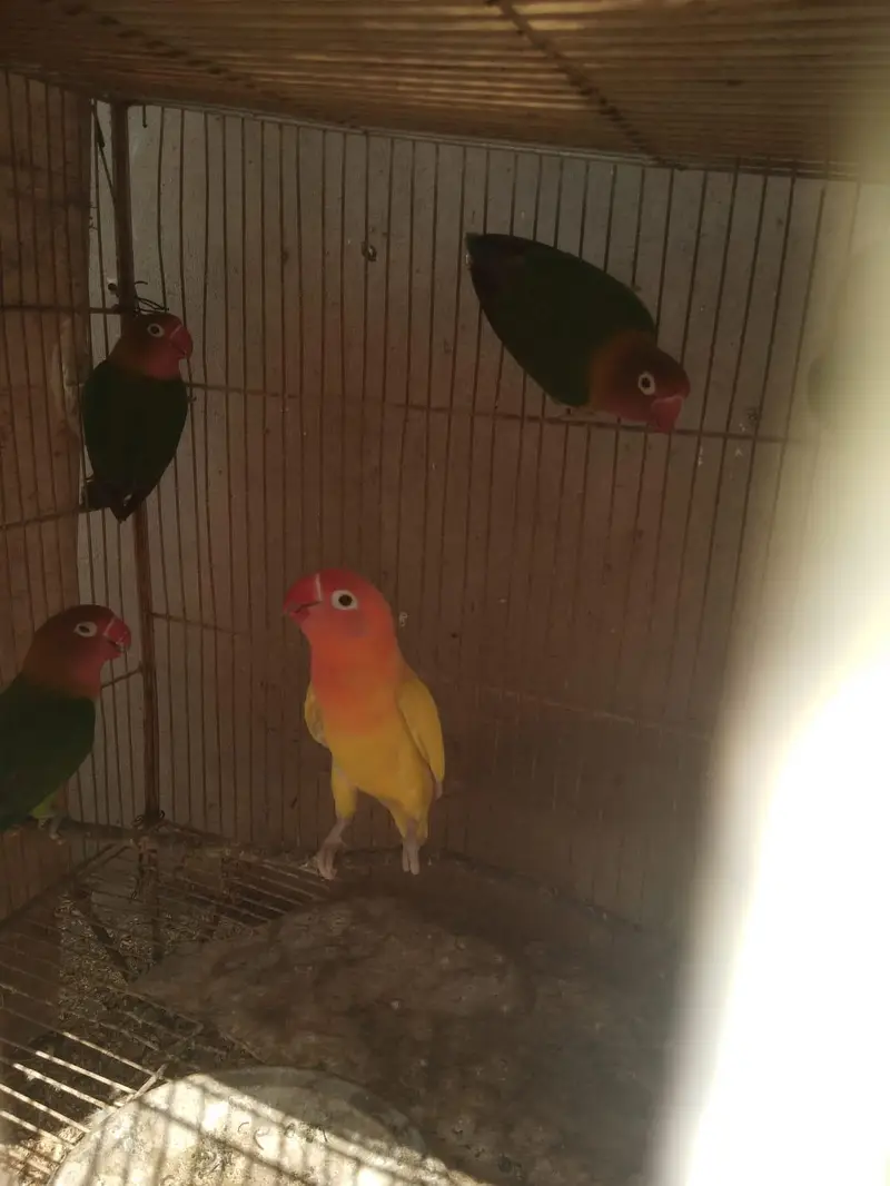 Beautiful Love Birds Pair For Sale - Active & Healthy — photo 4