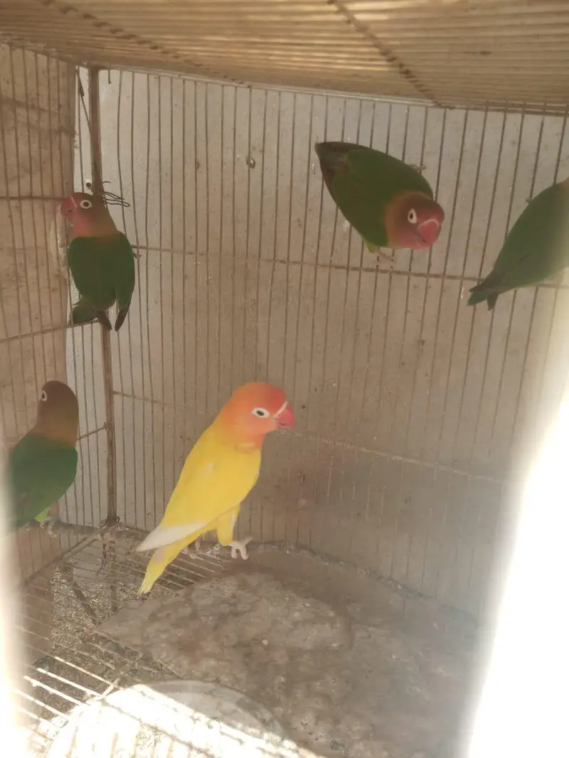 Beautiful Love Birds Pair For Sale - Active & Healthy — photo 5