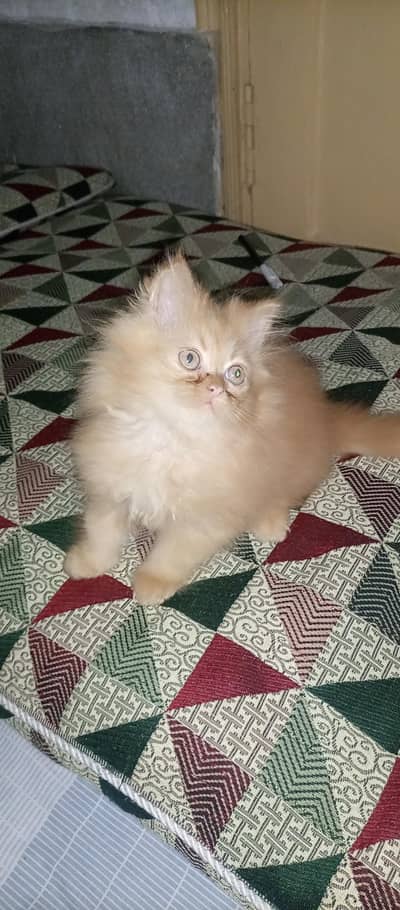 OFFER OFFER PUNCH FACE KITTEN