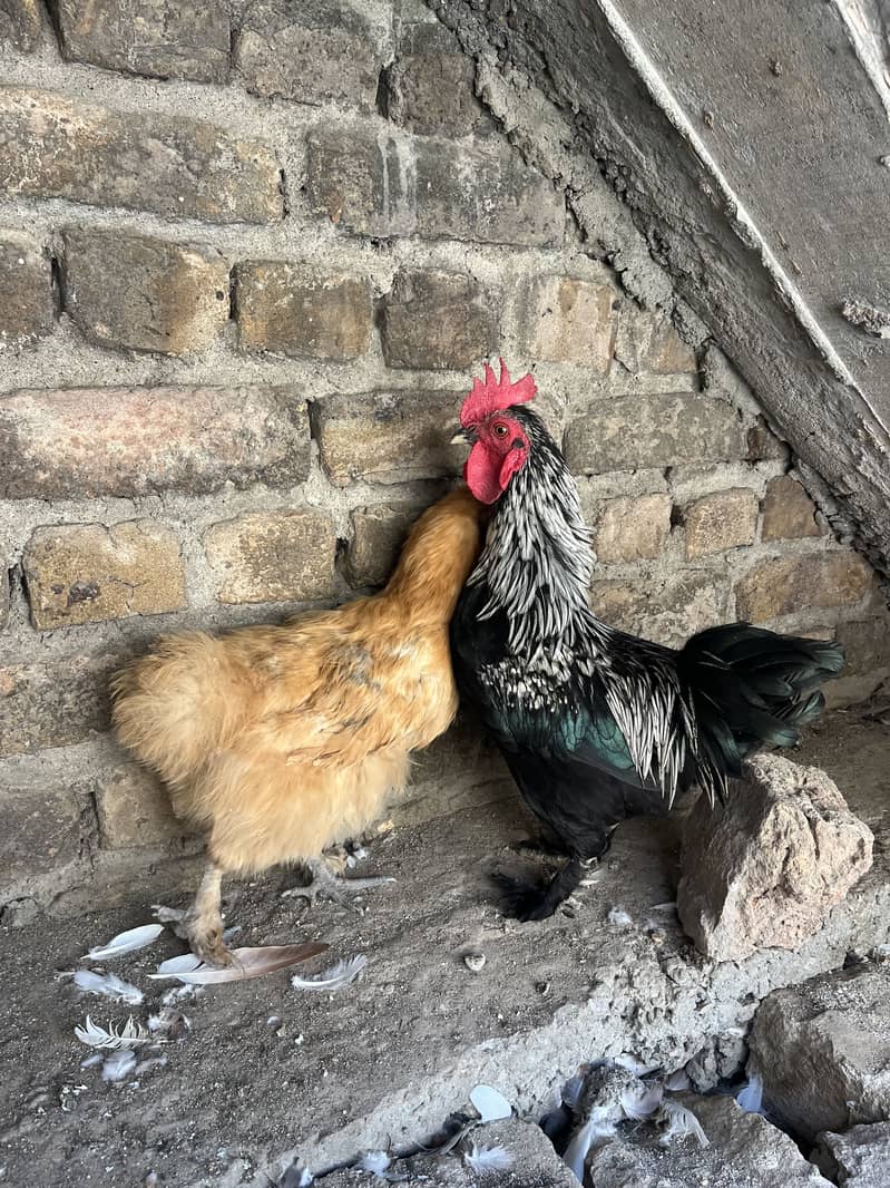 Fence pair 2