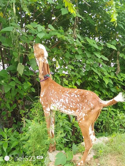 5 goats for sale