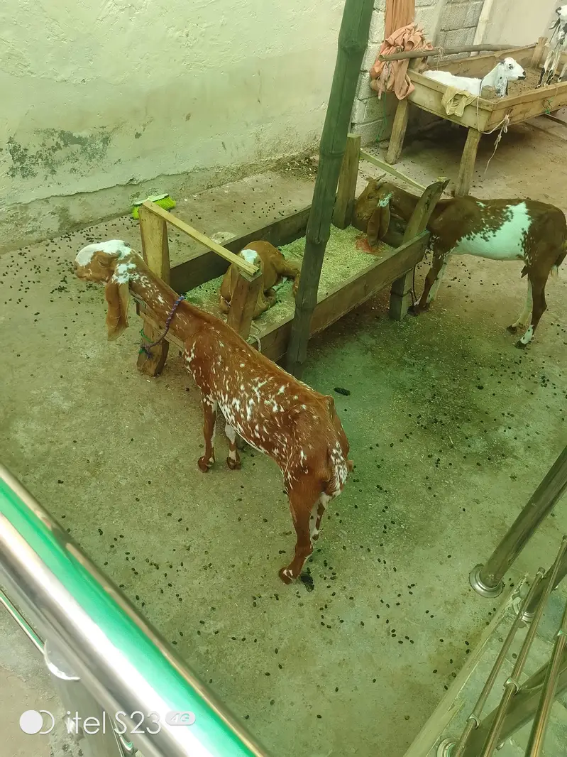 5 goats for sale — photo 2
