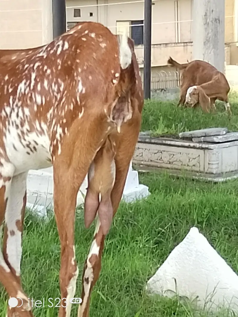 5 goats for sale — photo 3