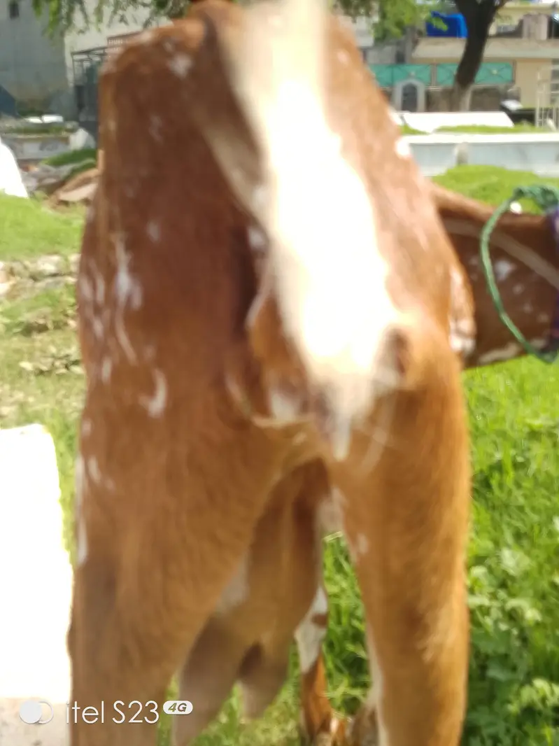 5 goats for sale — photo 4