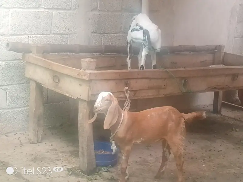 5 goats for sale — photo 5