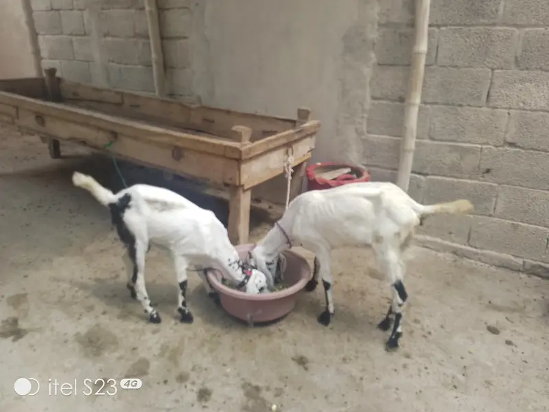 5 goats for sale — photo 7