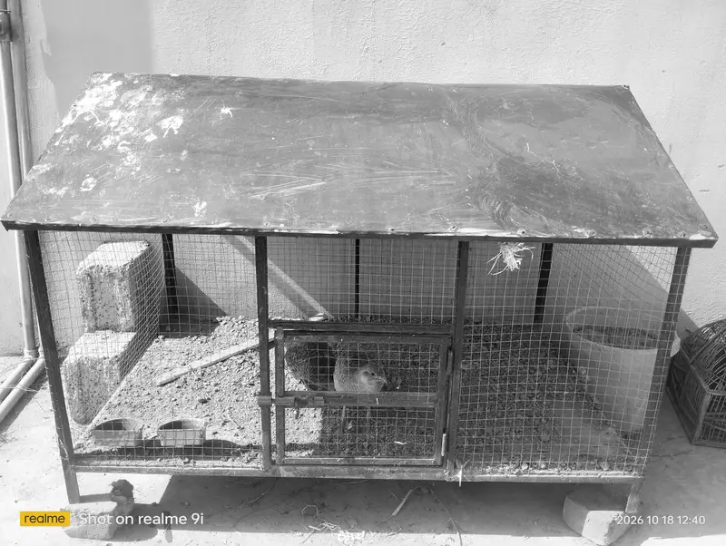 Hen and other birds cage — photo 2