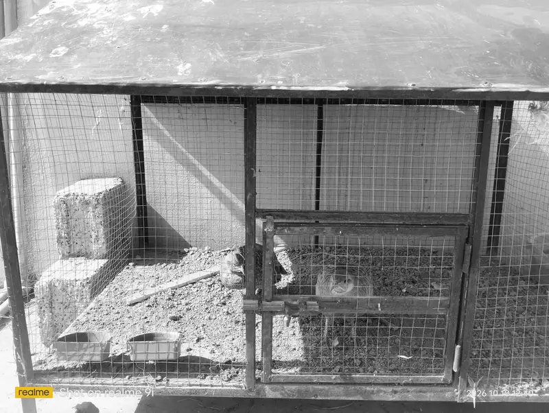 Hen and other birds cage — photo 3