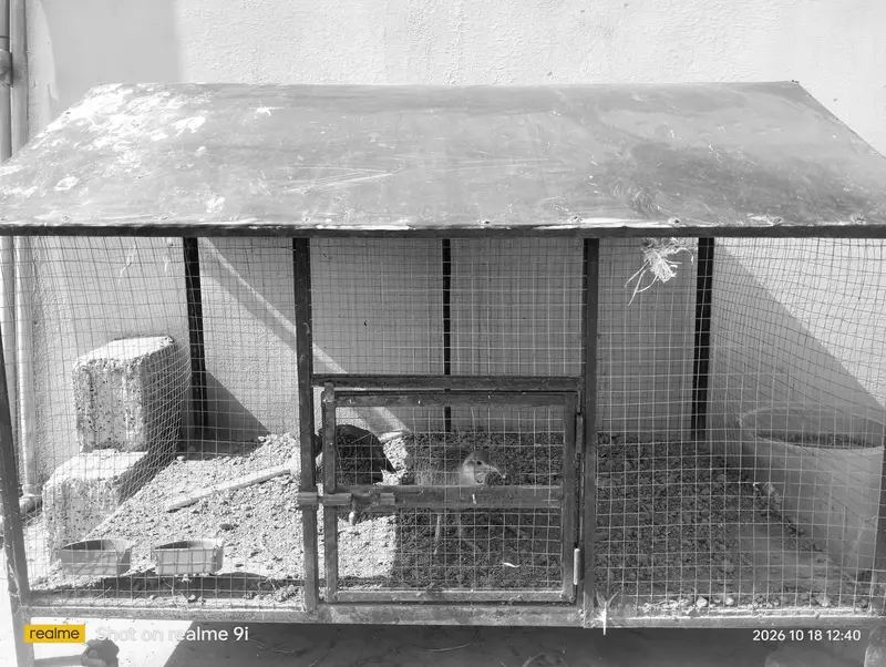Hen and other birds cage — photo 4
