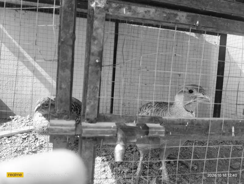 Hen and other birds cage — photo 5