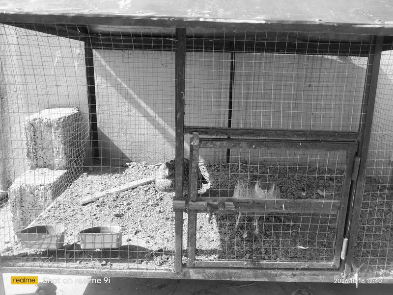 Hen and other birds cage — photo 6
