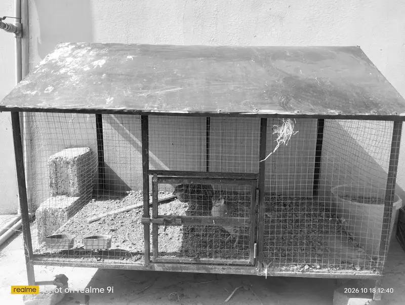 Hen and other birds cage — photo 7