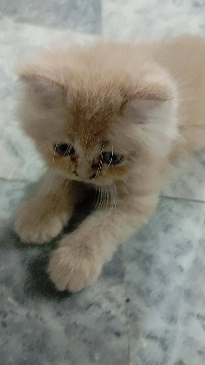 persian cat 0