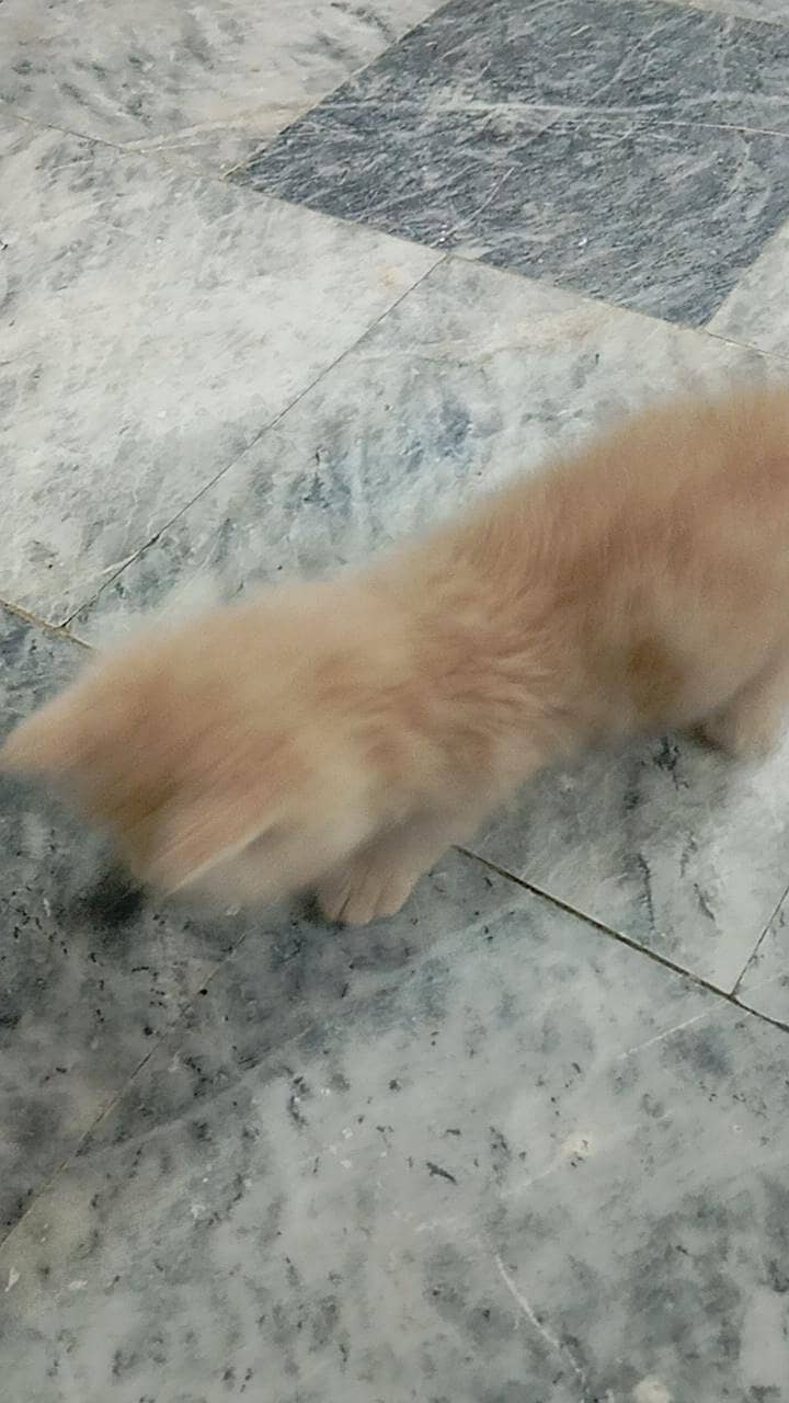 persian cat 1