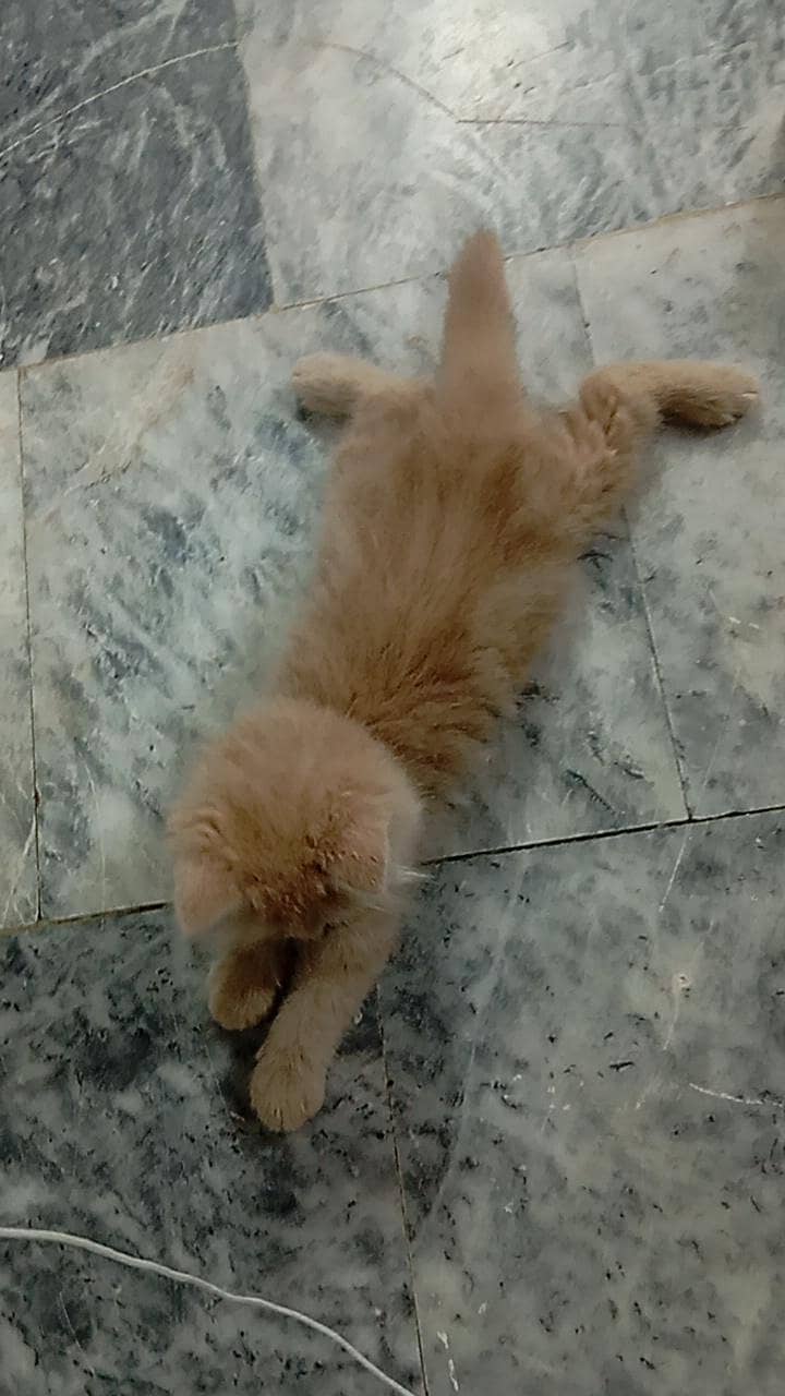 persian cat 2