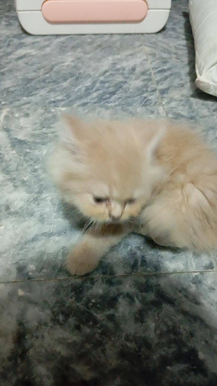 persian cat 3