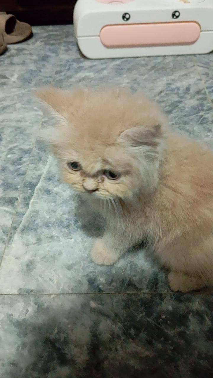 persian cat 4
