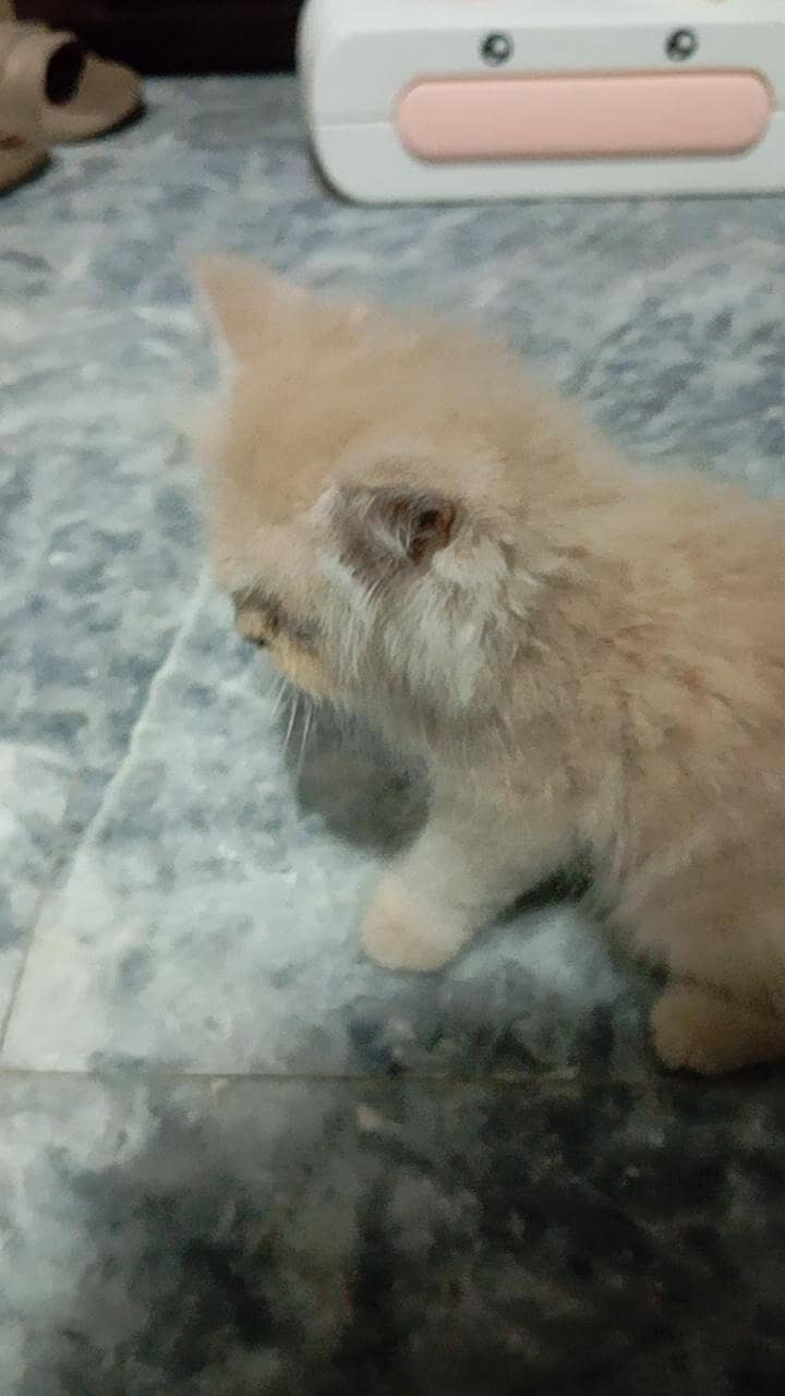 persian cat 5