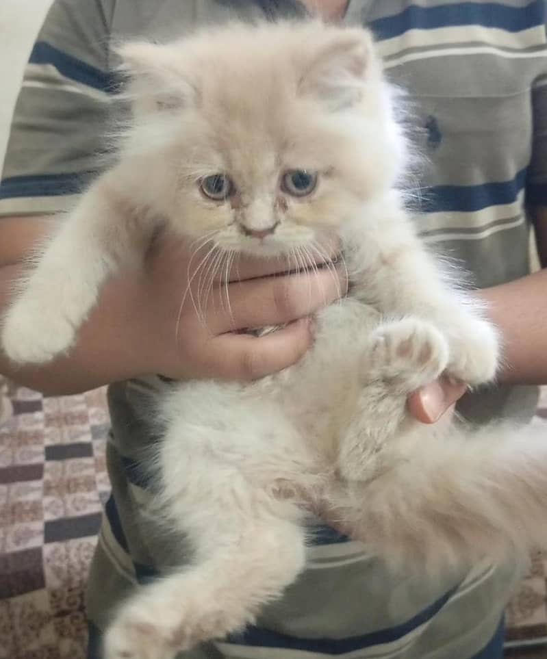 persian cat 6