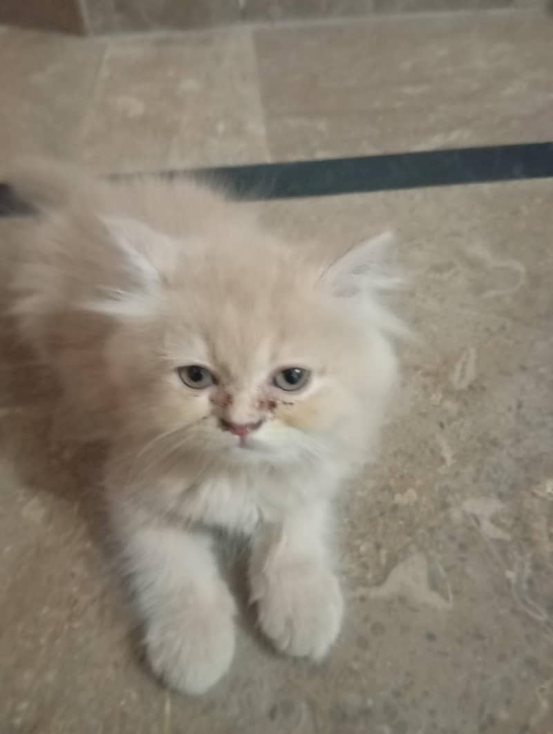 persian cat 7