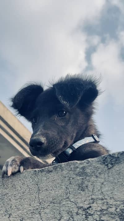 mix shepherd