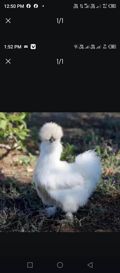 silkie chickes