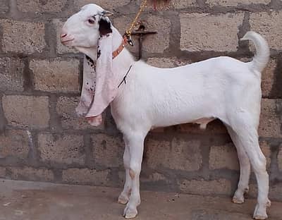 Gulabi bakra vvip quality