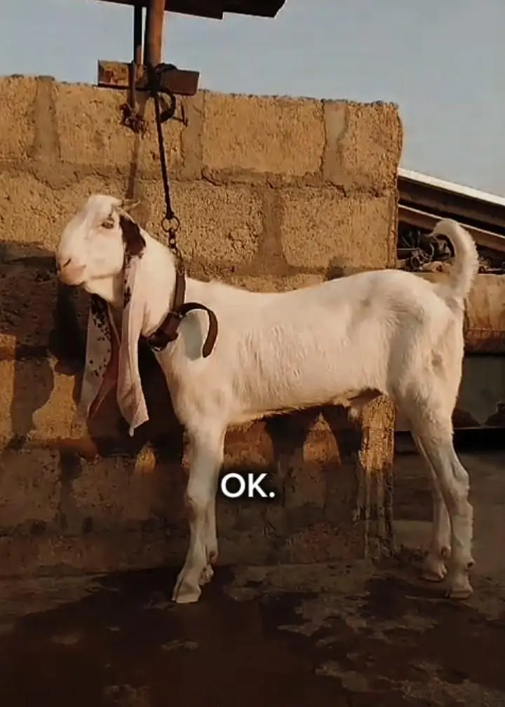 Gulabi bakra vvip quality — photo 2