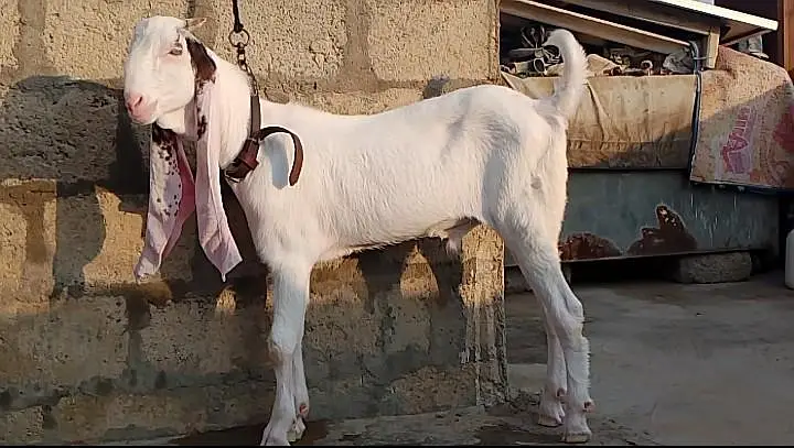 Gulabi bakra vvip quality — photo 3