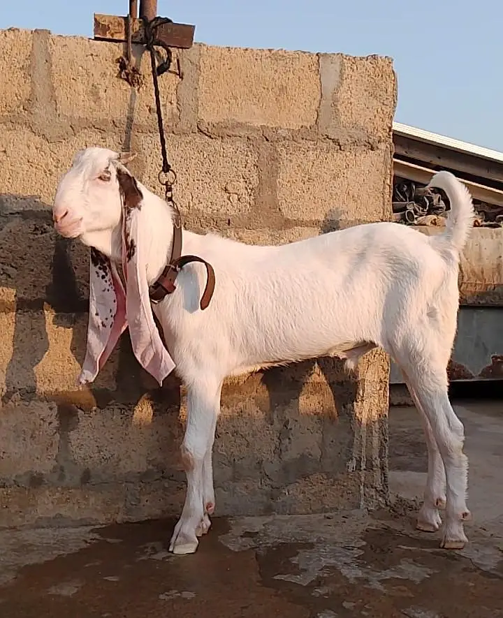 Gulabi bakra vvip quality — photo 4