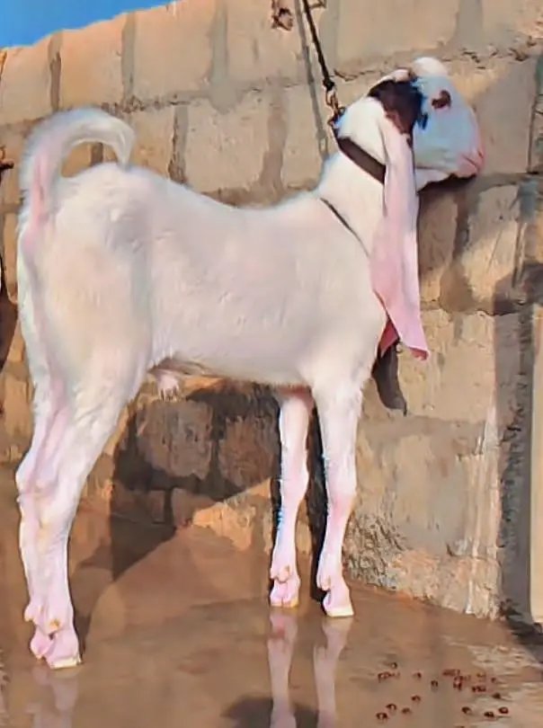 Gulabi bakra vvip quality — photo 5