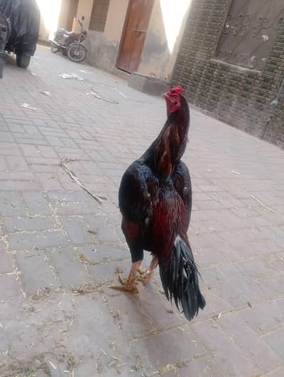 urgent for sale Aseel murga