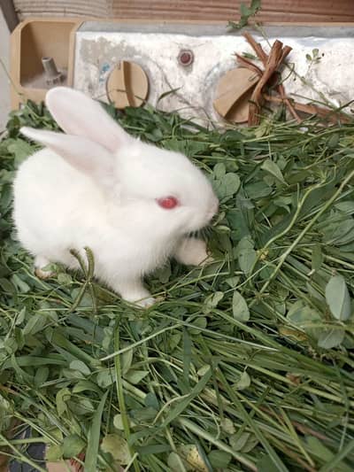 Red eyes beautiful healhty breeder male female trio set