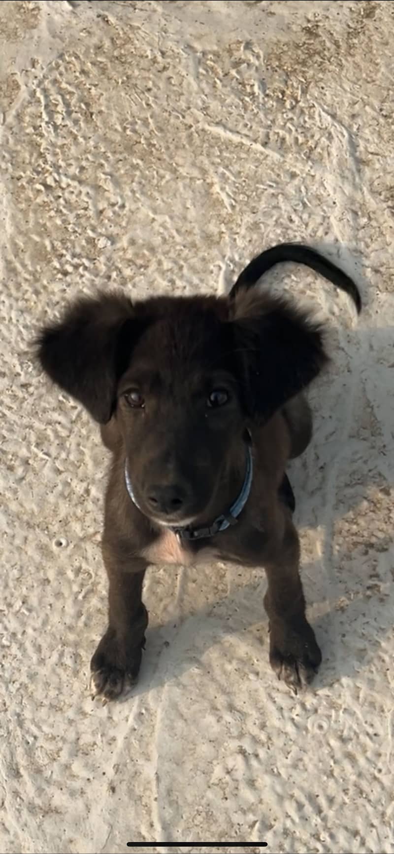 mix shepherd 1